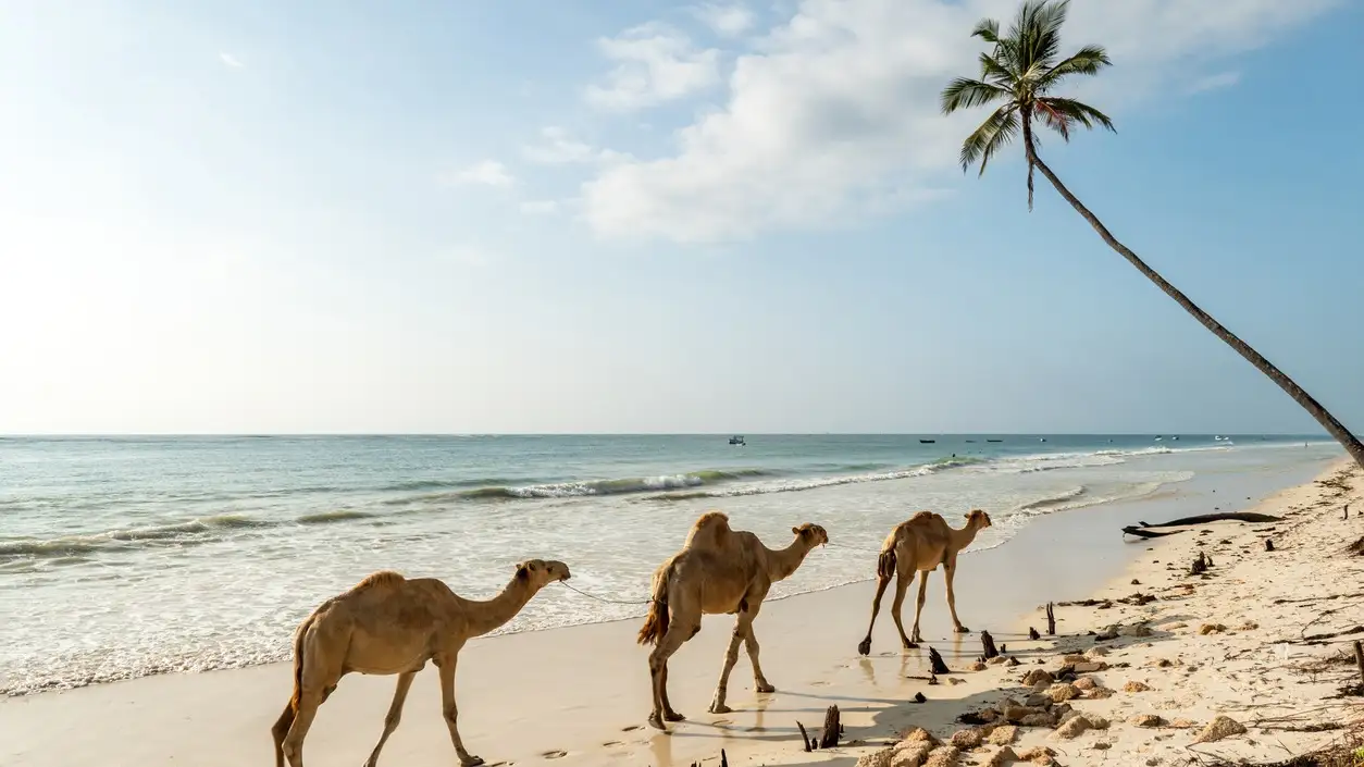 Des chameau sur le sable blanc de la plage de Diani, Galu Beach, au Kenya, Mombasa, en Afrique
