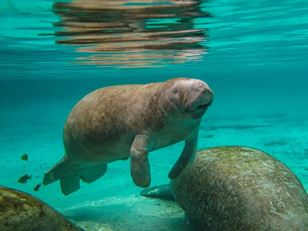 Seekühe, Florida, USA