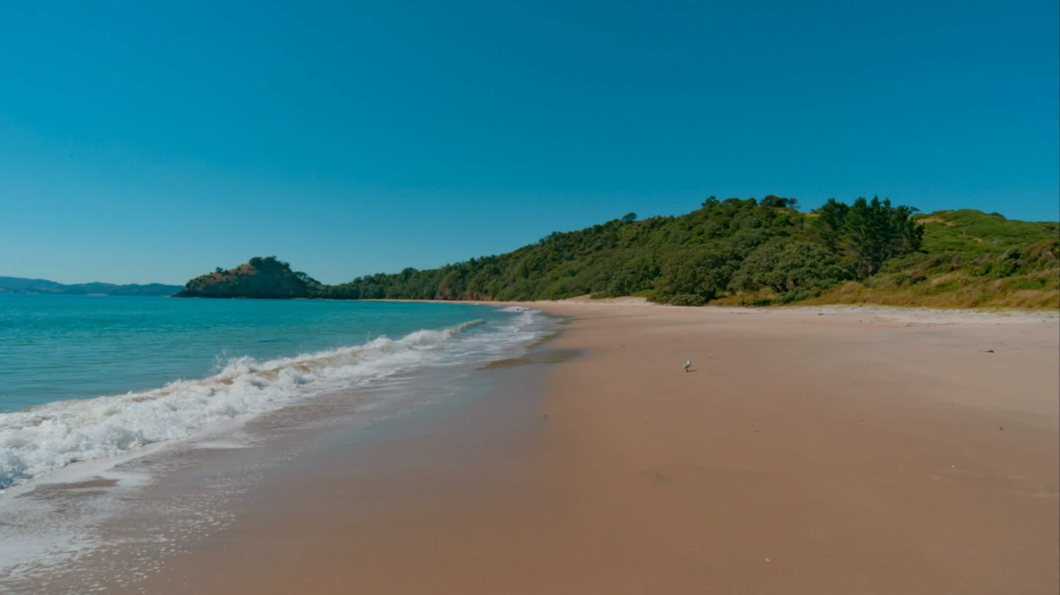 Der Strand Neue Chum Beach, Coromandel, Neuseeland bei blauem Himmel und mit grünen Hügeln im Hintergrund.