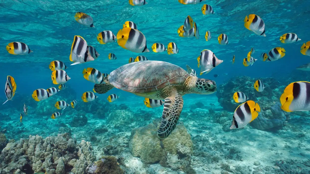 Une tortue verte en compagnie d'un banc de poissons tropicaux sous l'eau (poisson-papillon), lagon de Bora Bora, océan Pacifique, Polynésie française