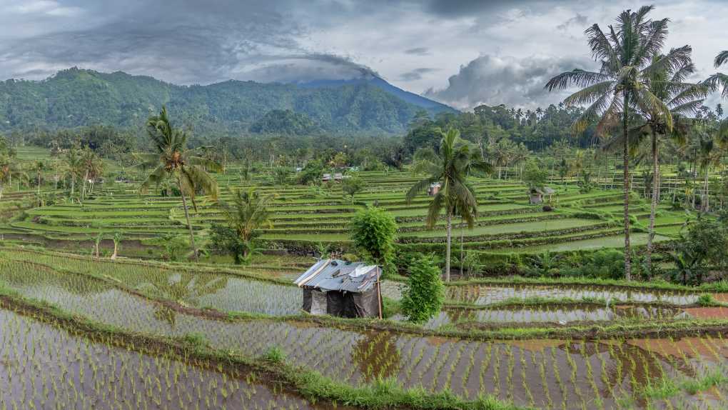 Rizières avec volcan en arrière-plan, Bali