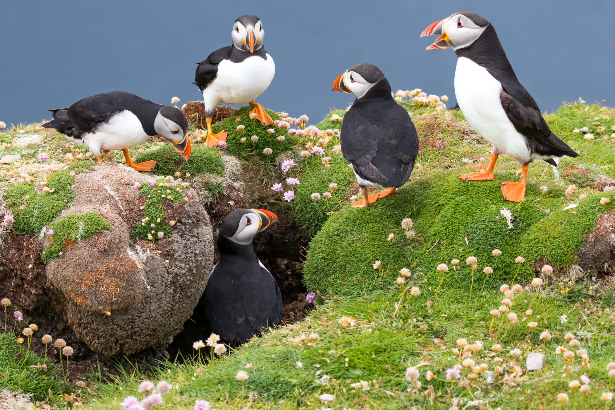 Gruppe von Papageientaucher auf Shetlandinsel, Schottland. 