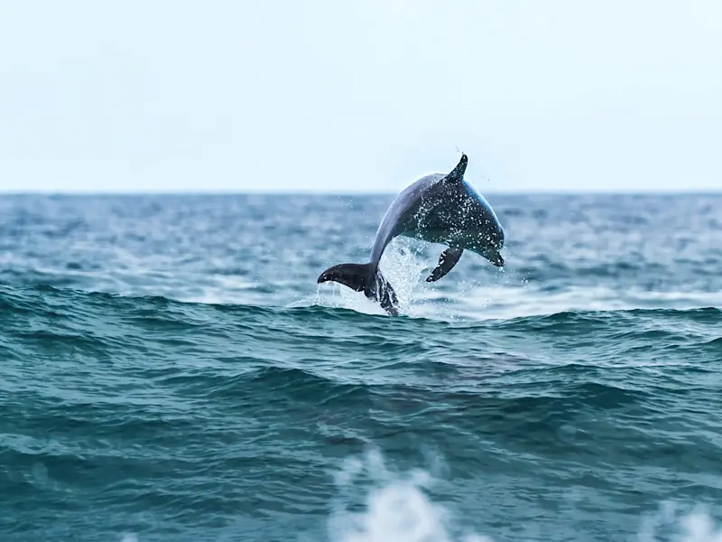 Mauritius, Port Louis, Delfin Springender Delfin im türkisblauen Meer. Port Louis, Mauritius.