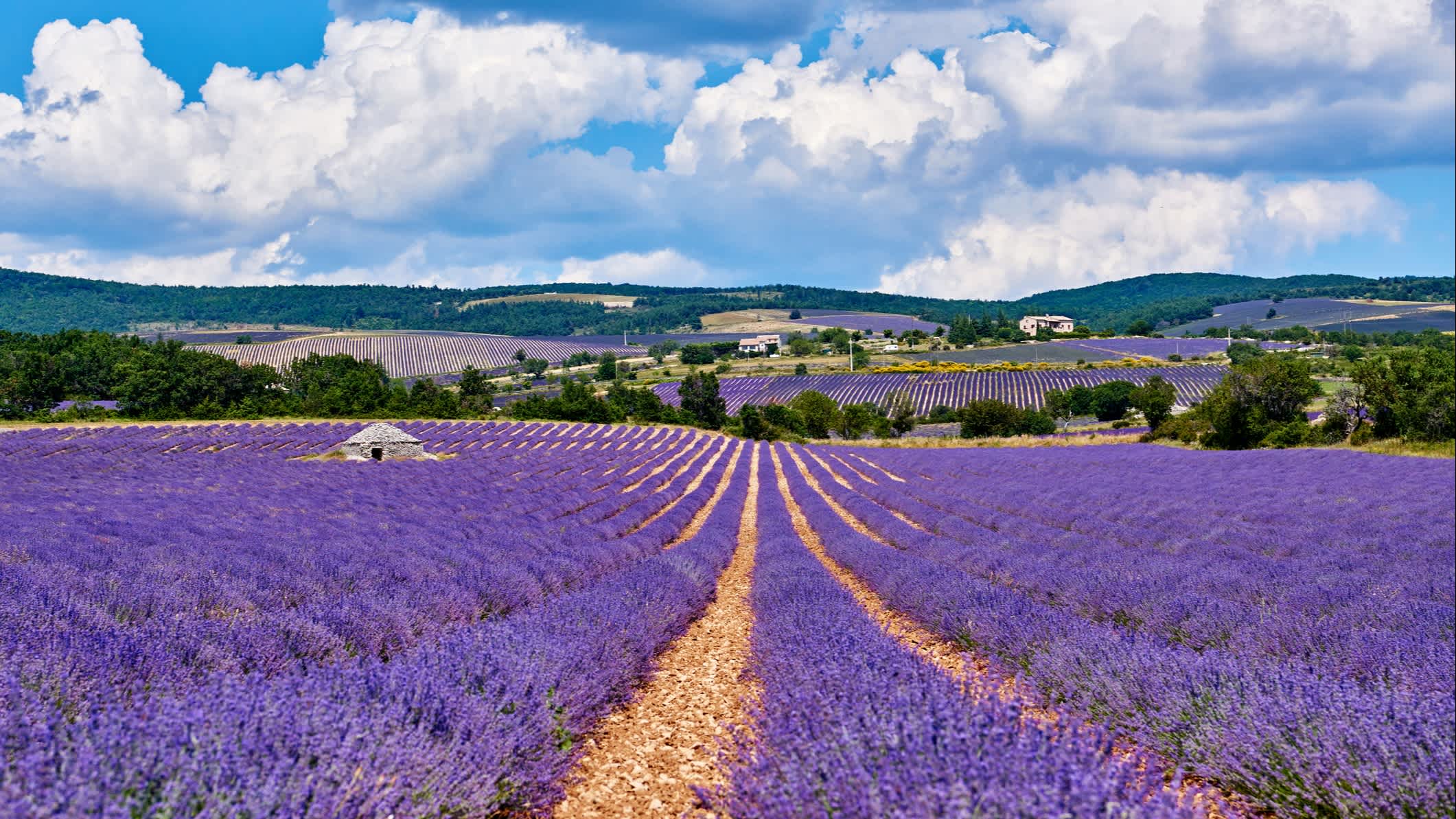 Blick auf lila Lavendelfelder in der Provence