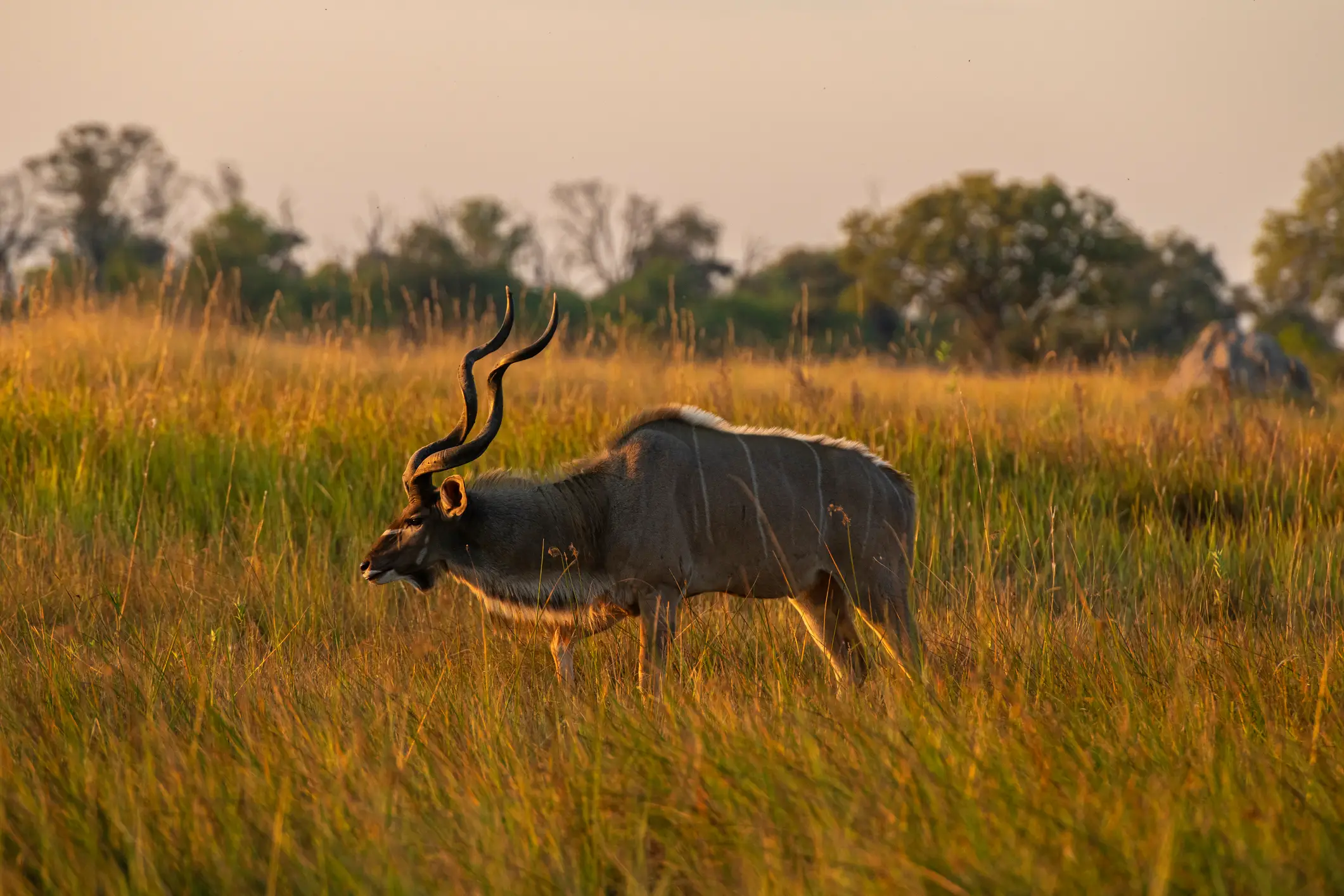 Moremi, Kudu Ein Großer Kudu (Tragelaphus strepsiceros) frißt im Moremi-Wildreservat und ist wachsam dabei, Botswana, Afrika