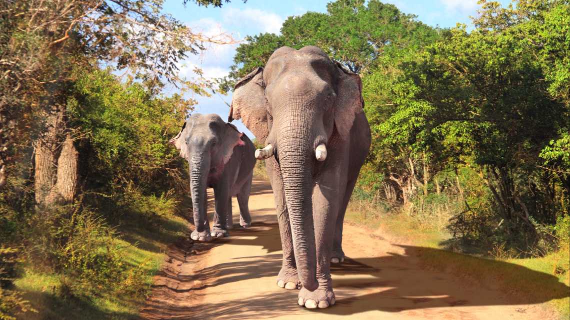 Eléphants dans le parc national de Yala au Sri Lanka