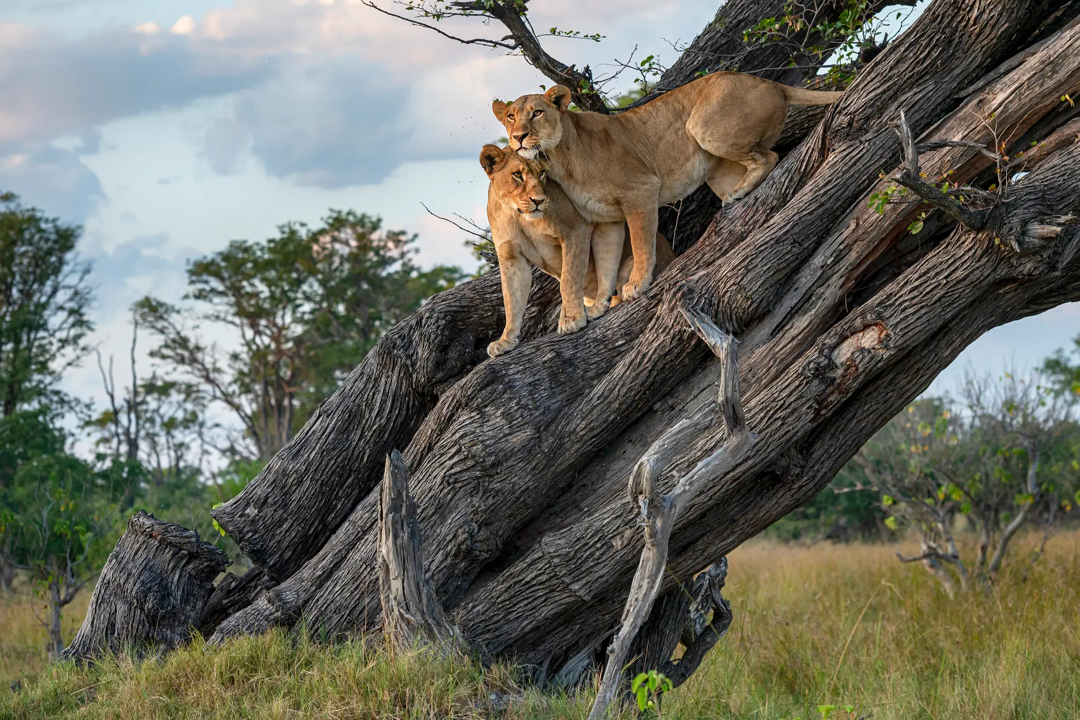 Moremi, Löwen Ein weiblicher Löwe (Panthera leo) mit ihrem jugendlichen Sohn ruht in einem Baum. Moremi Game Reserve, Okavango Delta, Botswana. Wildlife Shot.