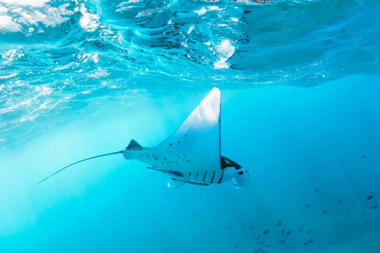 Malediven, Riesenmanta Mantarochen im seichten Gewässer