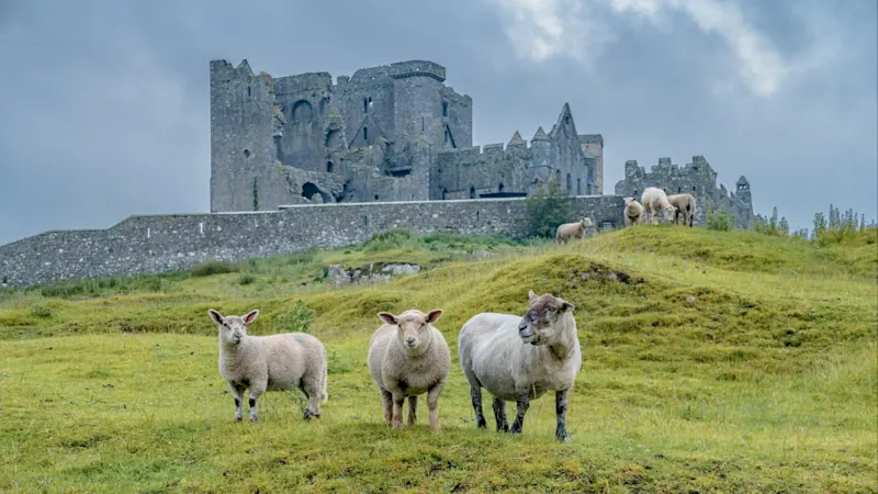 Schafe auf grüner Wiese vor alter Festung, Rock of Cashel, Tipperary, Irland.