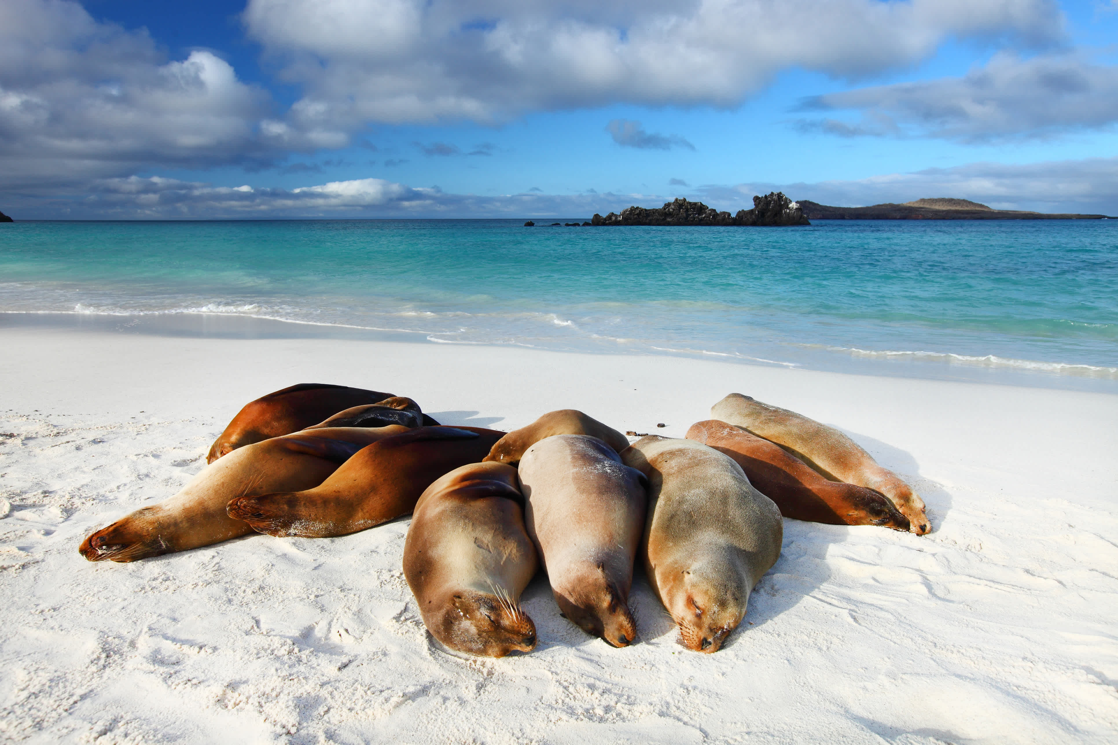 Galapagos Sea Lions Soleil même sur la plage