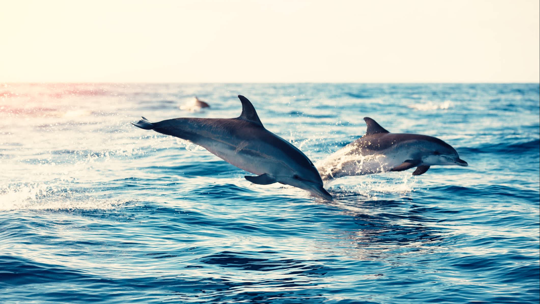 Gruppe von Delfinen springen aus dem Atlantischer Ozean, Insel Madeira, Portugal. 

