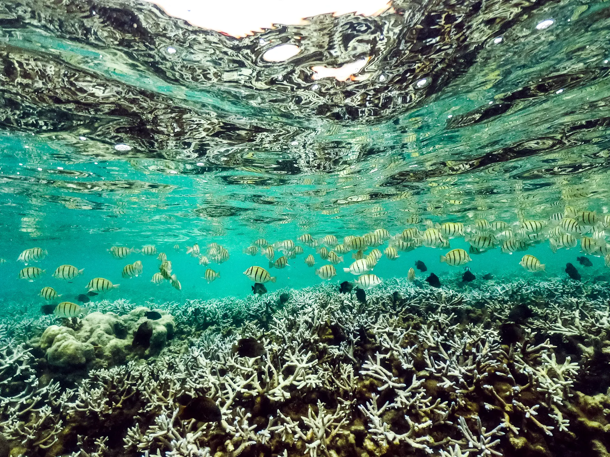 Mauritius, Flic en Flac, Fische Bunter Fischschwarm