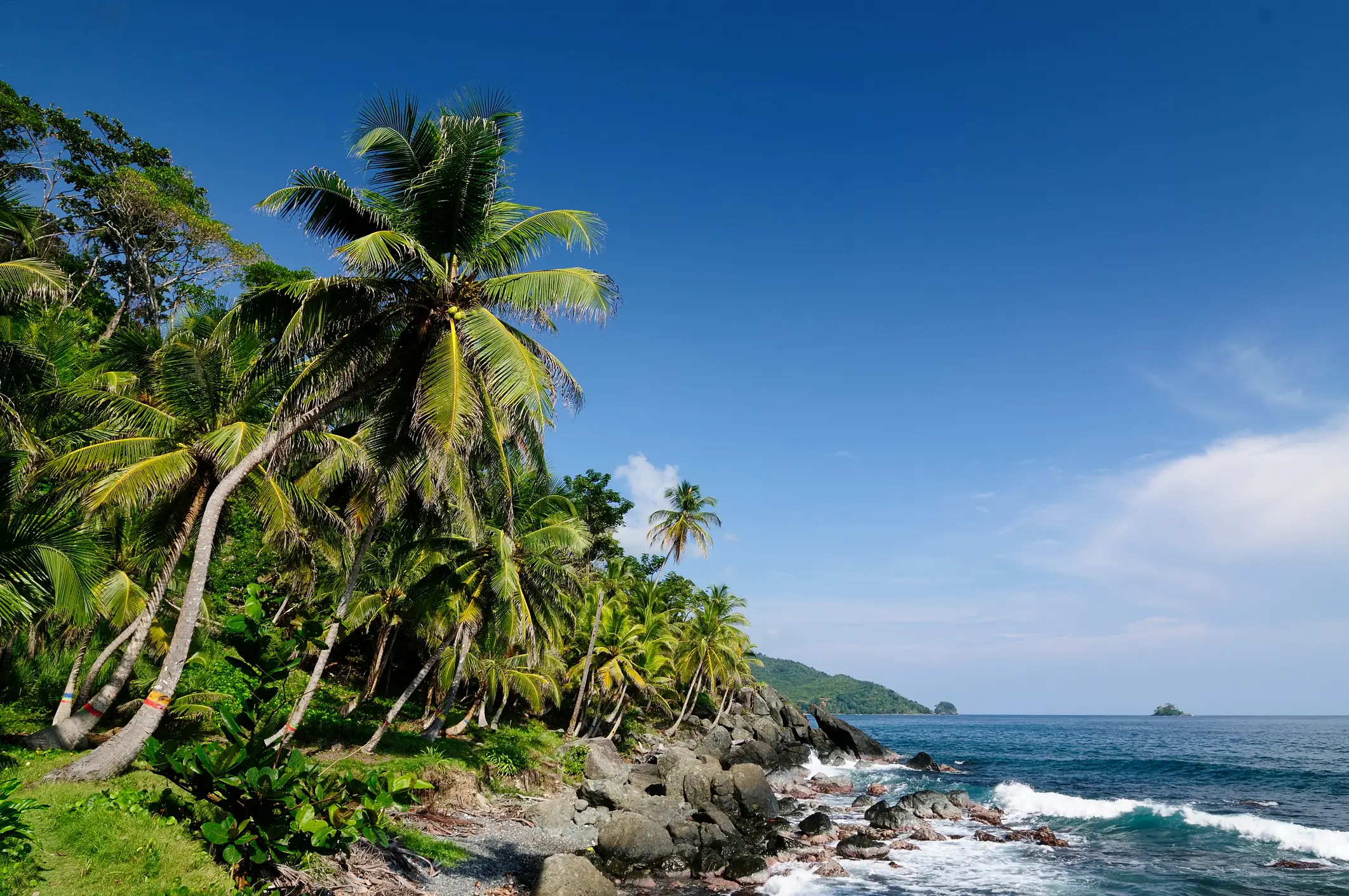 Panama, Darién Gap Ein tropischer Küstenabschnitt mit schlanken Palmen, Darién Gap, Panama.