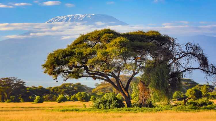 Blick auf den Kilimandscharo mit Akazie, Tansania.
