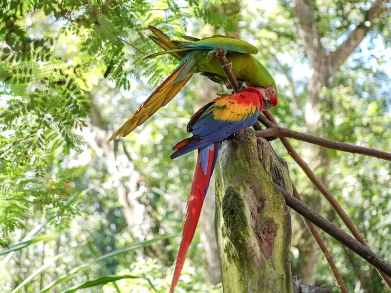 Costa Rica In Costa Rica kann man die majestätischen Aras, insbesondere den roten und grünen Ara, in freier Wildbahn erleben, die oft durch die Regenwälder und Nationalparks fliegen