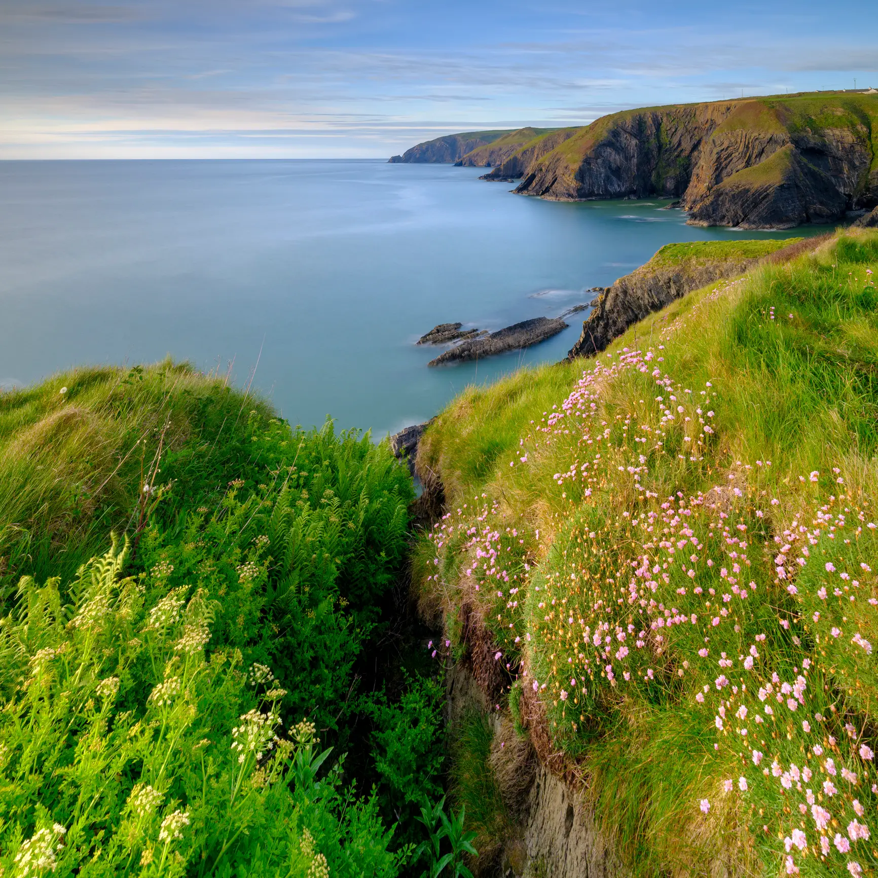 Ceibwr Bay, Pembroke, Wales Frühlingsabendlicht auf „Thrift’Sea Pinks“ in der Bucht von Ceibwr, Pembroke, Wales