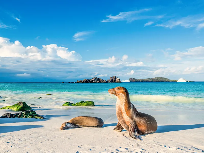 Galápagos-Inseln, Ecuador Zwei Seelöwen am weißen Sandstrand mit türkisblauem Wasser, dahinter Felsen und kleine Inseln mit Yachten. Galápagos-Inseln, Ecuador