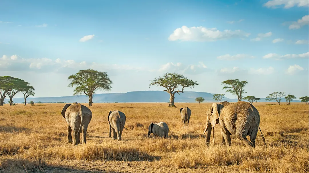 Serengeti-Nationalpark, Tansania