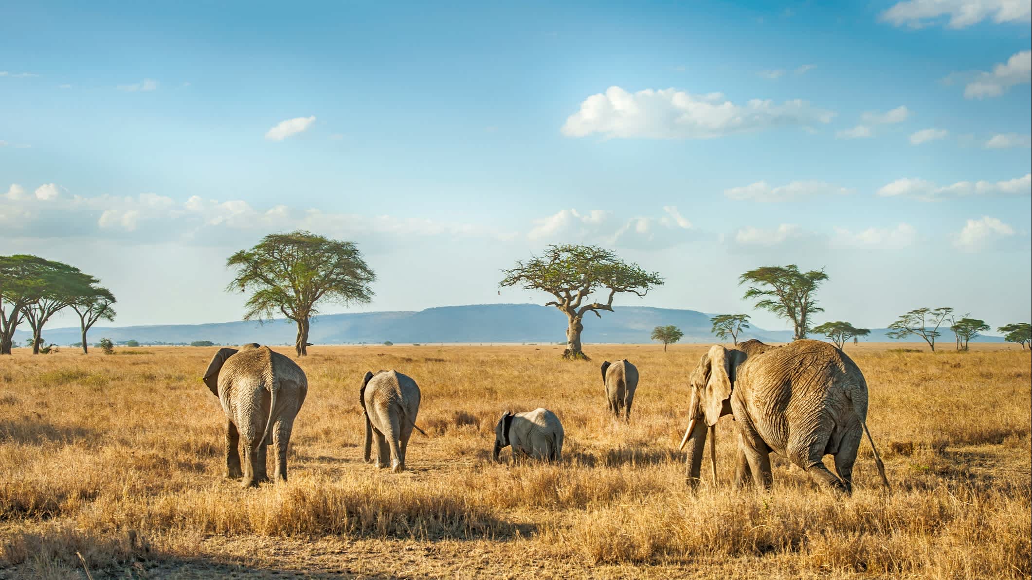 Afrikanische Elefanten in den Ebenen der Serengeti