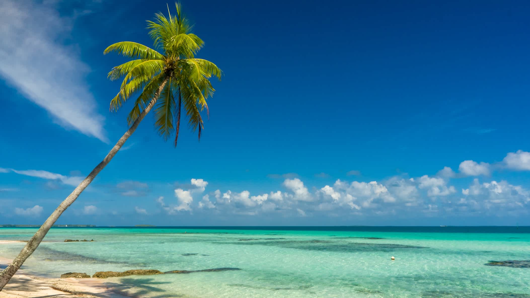 Kokosnussbaum auf einem Strand in Tahiti, Französisch-Polynesien.