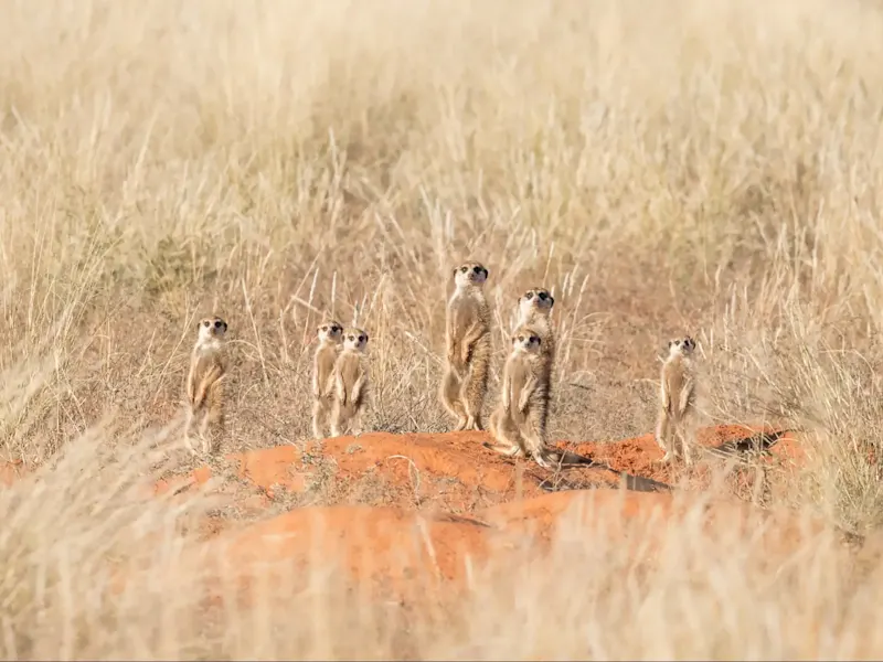 Südafrika, Westkap, Klein Karoo, Erdmännchen Eine Familie von Erdmännchen in den trockenen Ebenen der Klein Karoo, Westkap, Südafrika.