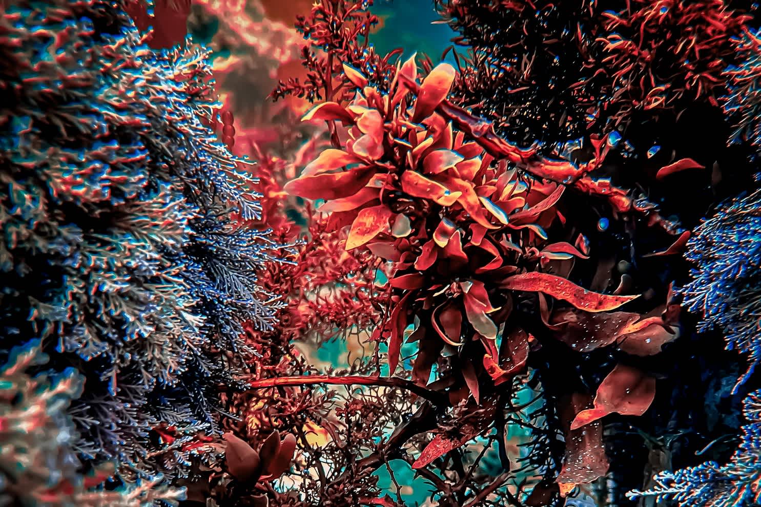Rote Unterwasserpflanze im Meer Tasmaniens