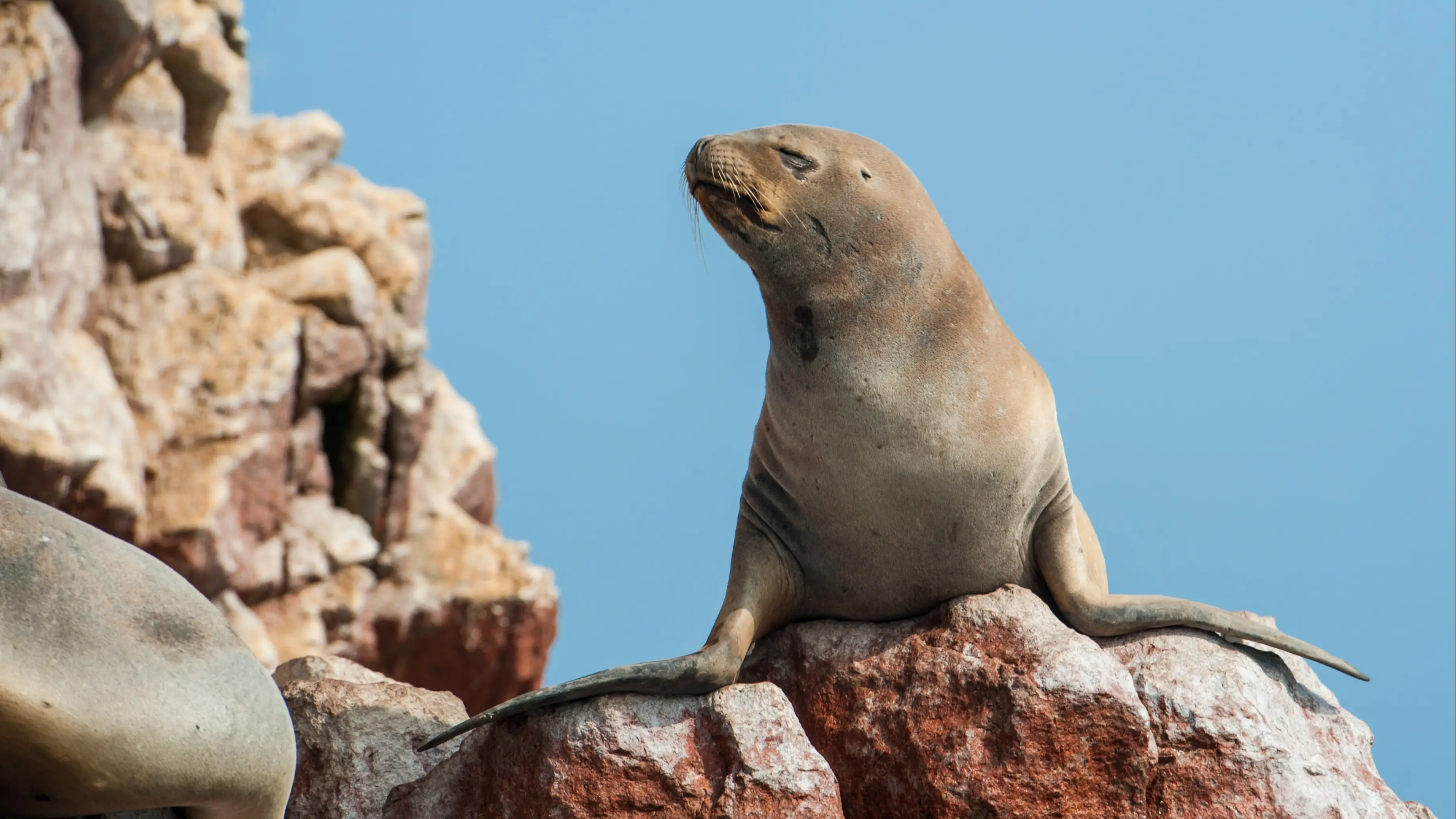 Peru Ballestas-Inseln und Paracas Insel Ballestas, Nationales Wildschutzgebiet bei Paracas, Peru