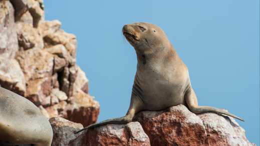 Otarie sur un rocher, Île de Ballestas, réserve nationale de faune près de Paracas, Pérou