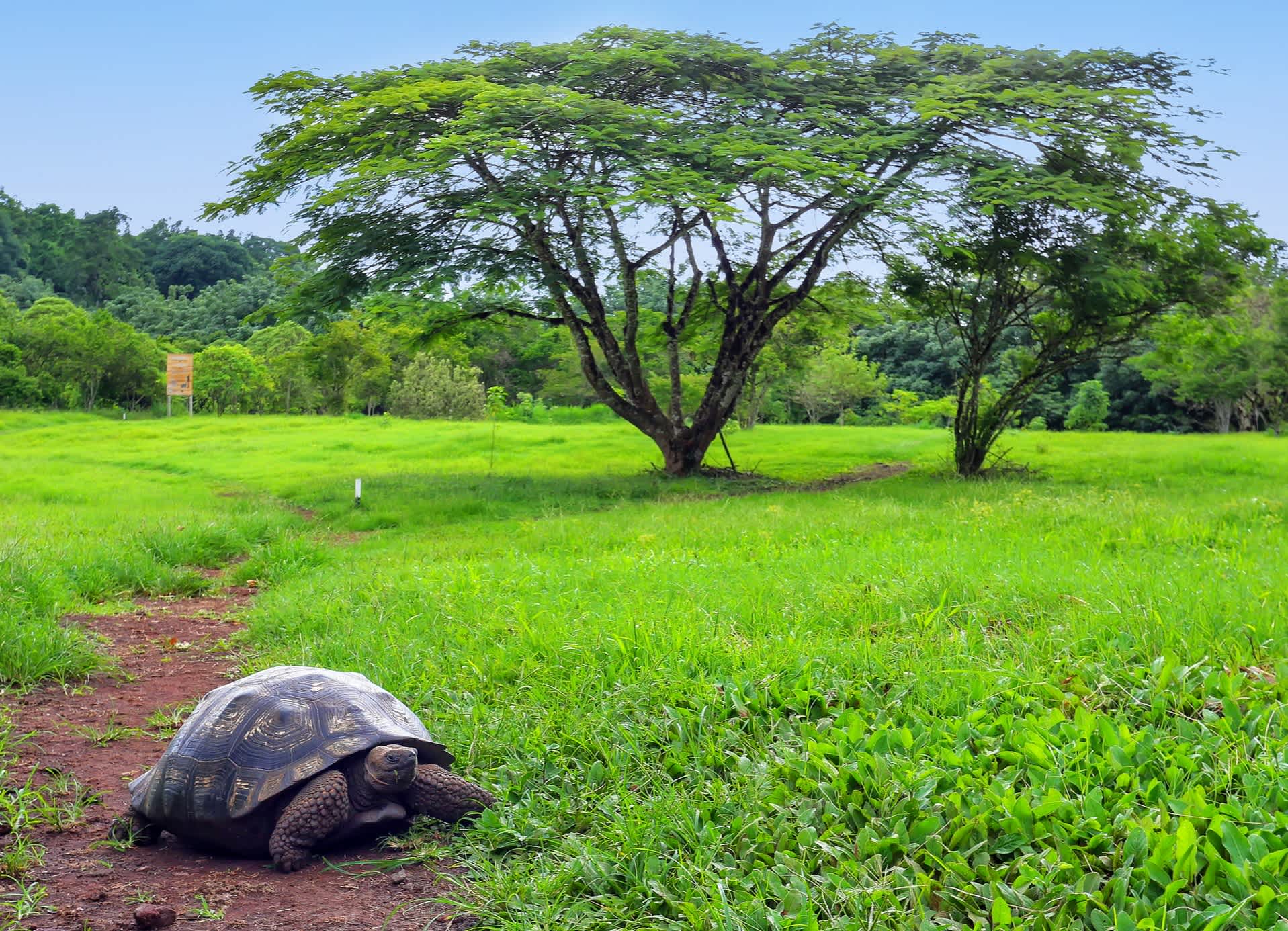 Galapagos-Riesenschildkröte auf Santa Cruz Island, Galapagos, Ecuador