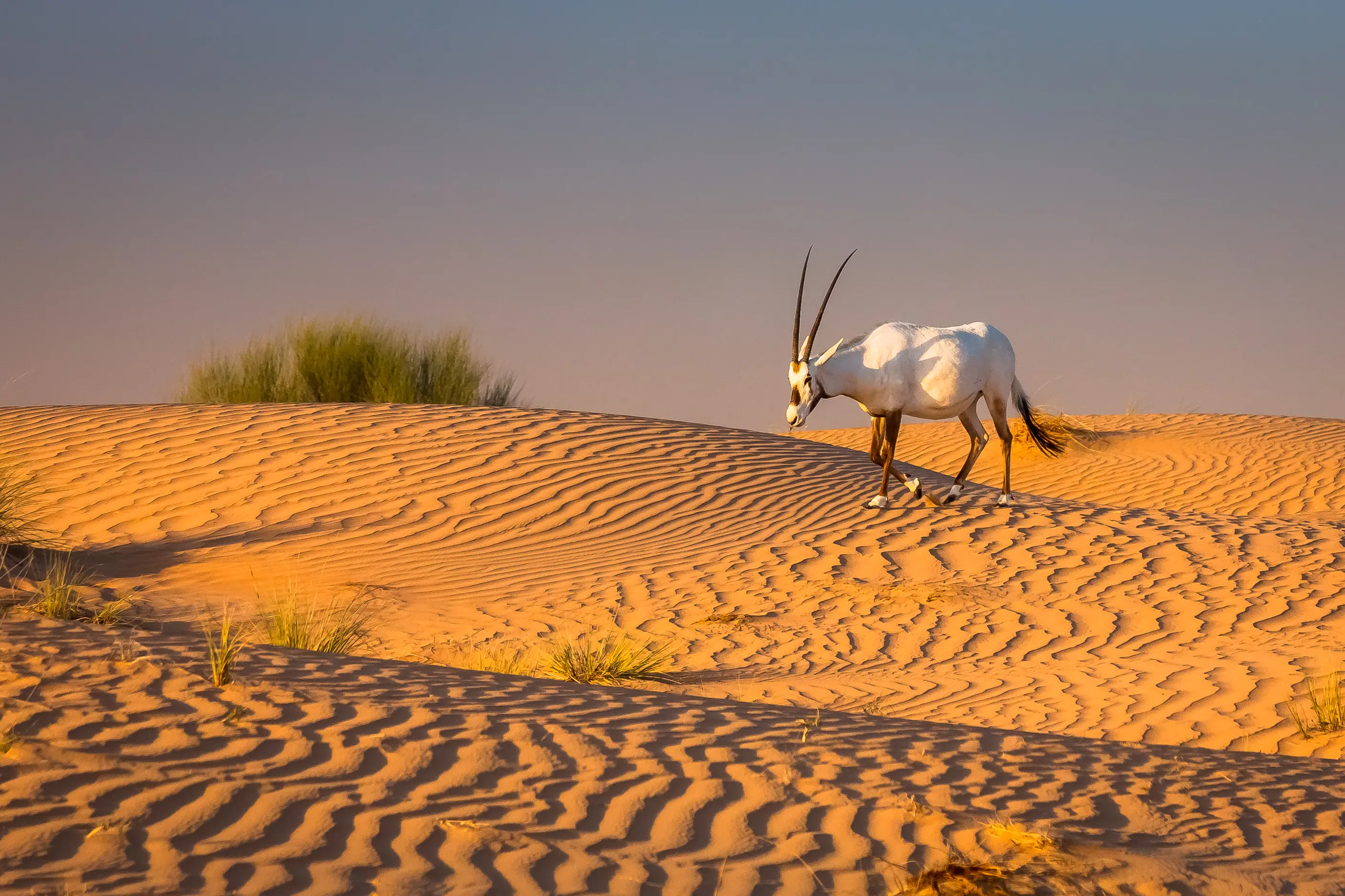 UAE, Dubai Desert Conservation Reserve Arabische Oryx-Antilope Oryx Leucoryx in der Wüste von Dubai, UAE.