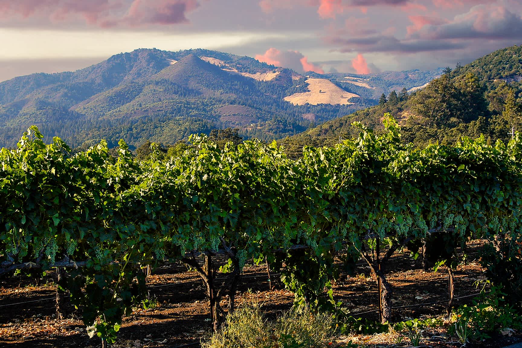 Blick auf einen Weinberg im Napa Valley in Kalifornien, USA.