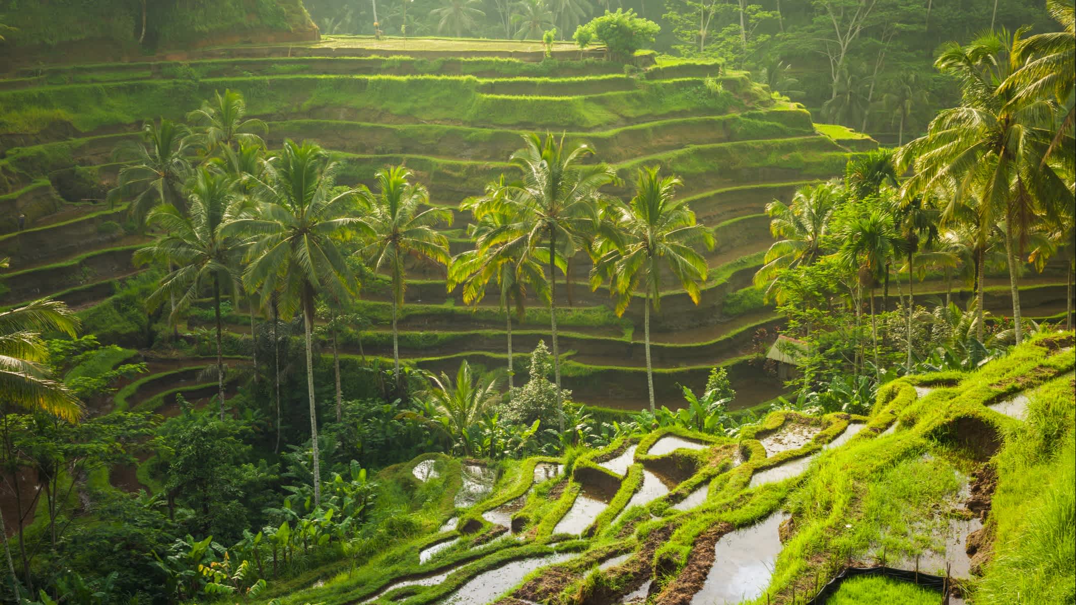 Wunderschöne Reisterassen von Tegalalang - Ubud