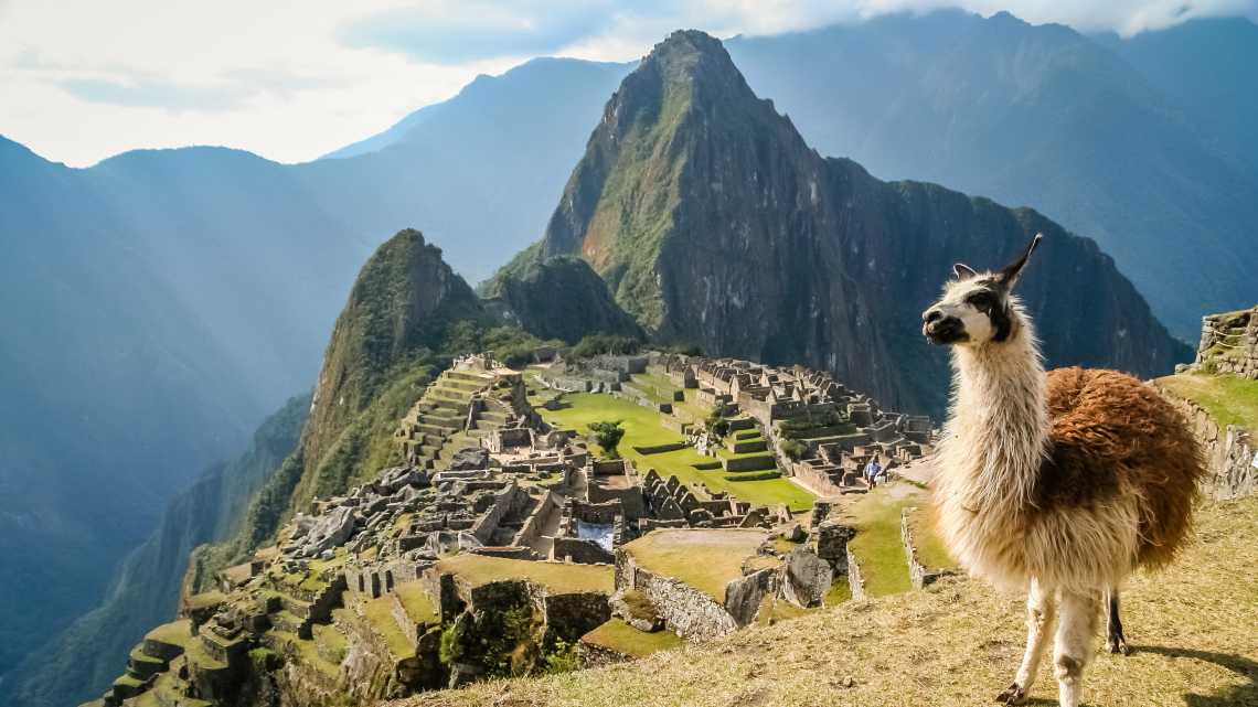 Lama vor der alten Inkastadt Machu Picchu in Peru. 
