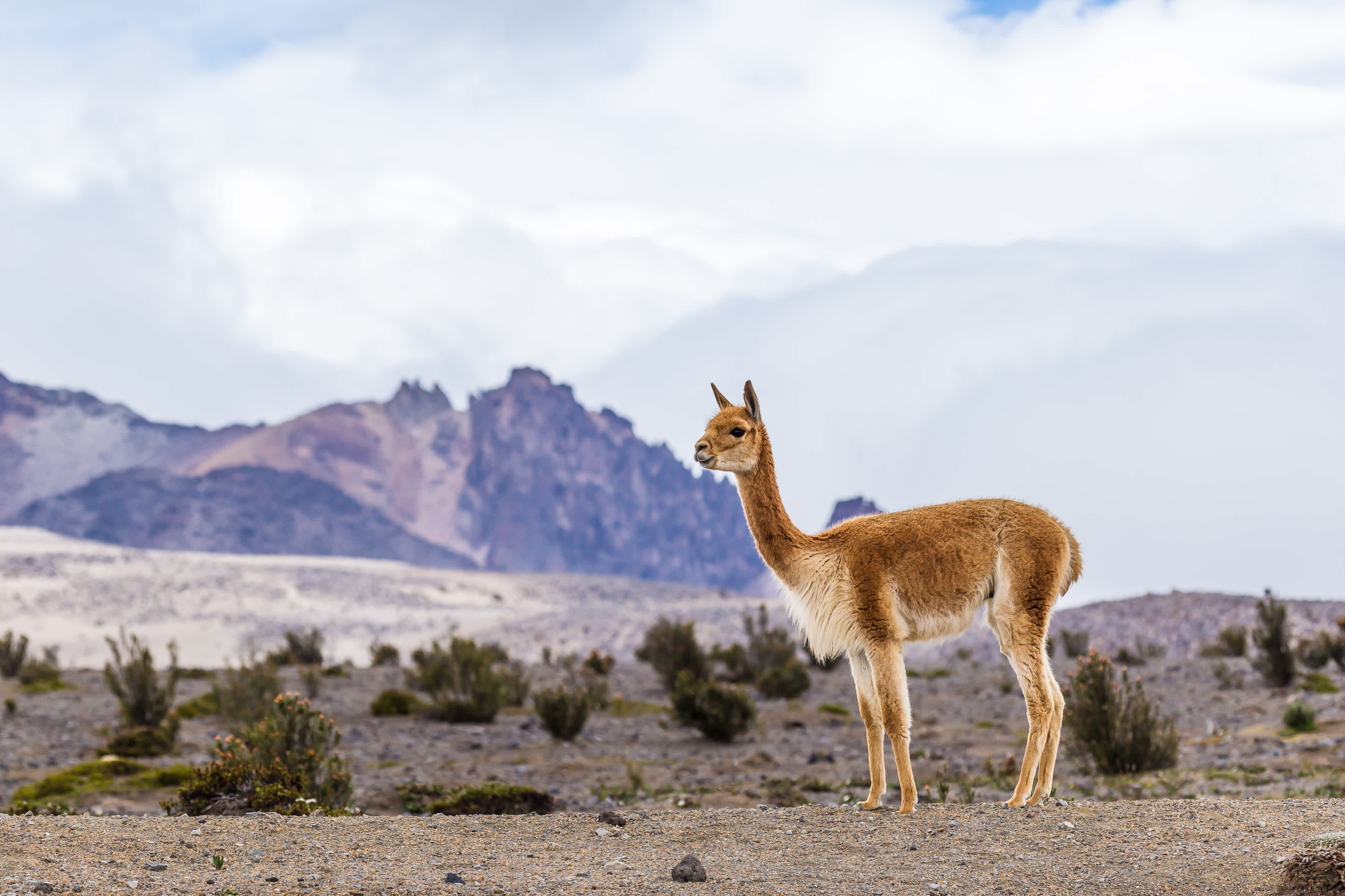 Les vigognes dans les Andes Pâturages Maures