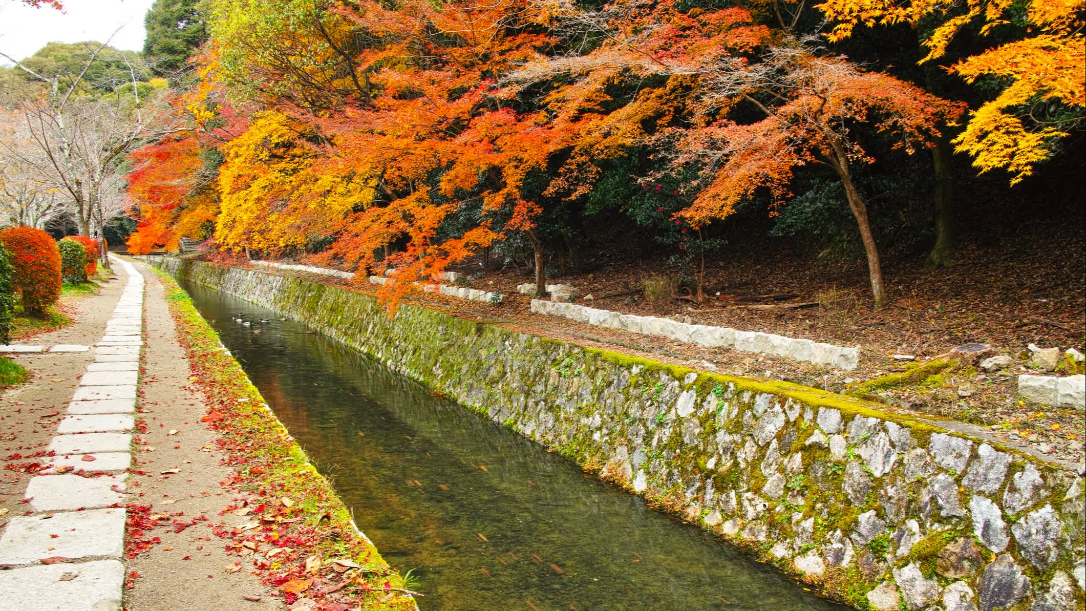Philosophenweg Tetsugaku No Michi in Japan im Herbst