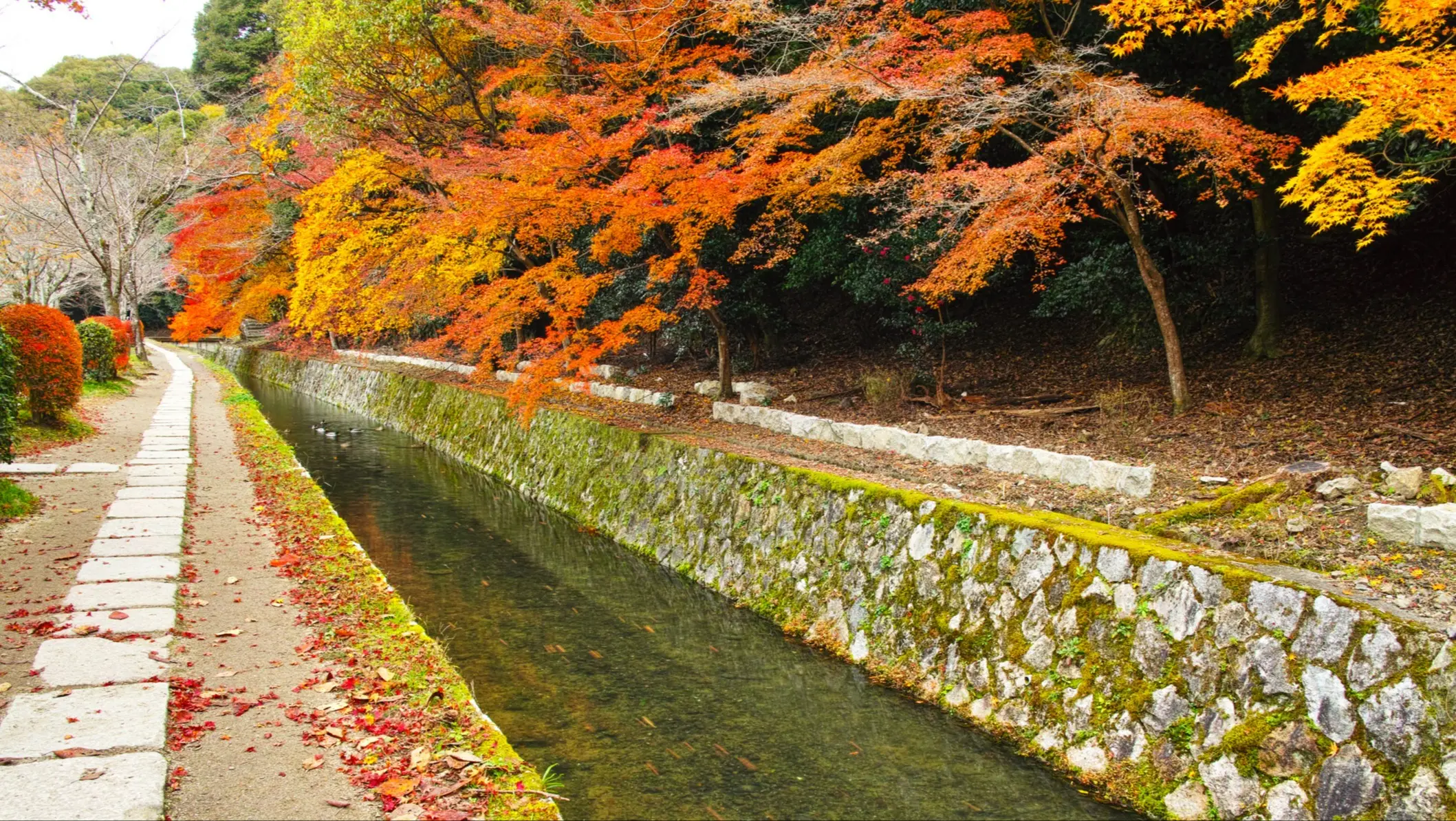 Le Chemin de la philosophie (Tetsugaku No Michi) au Japon en automne