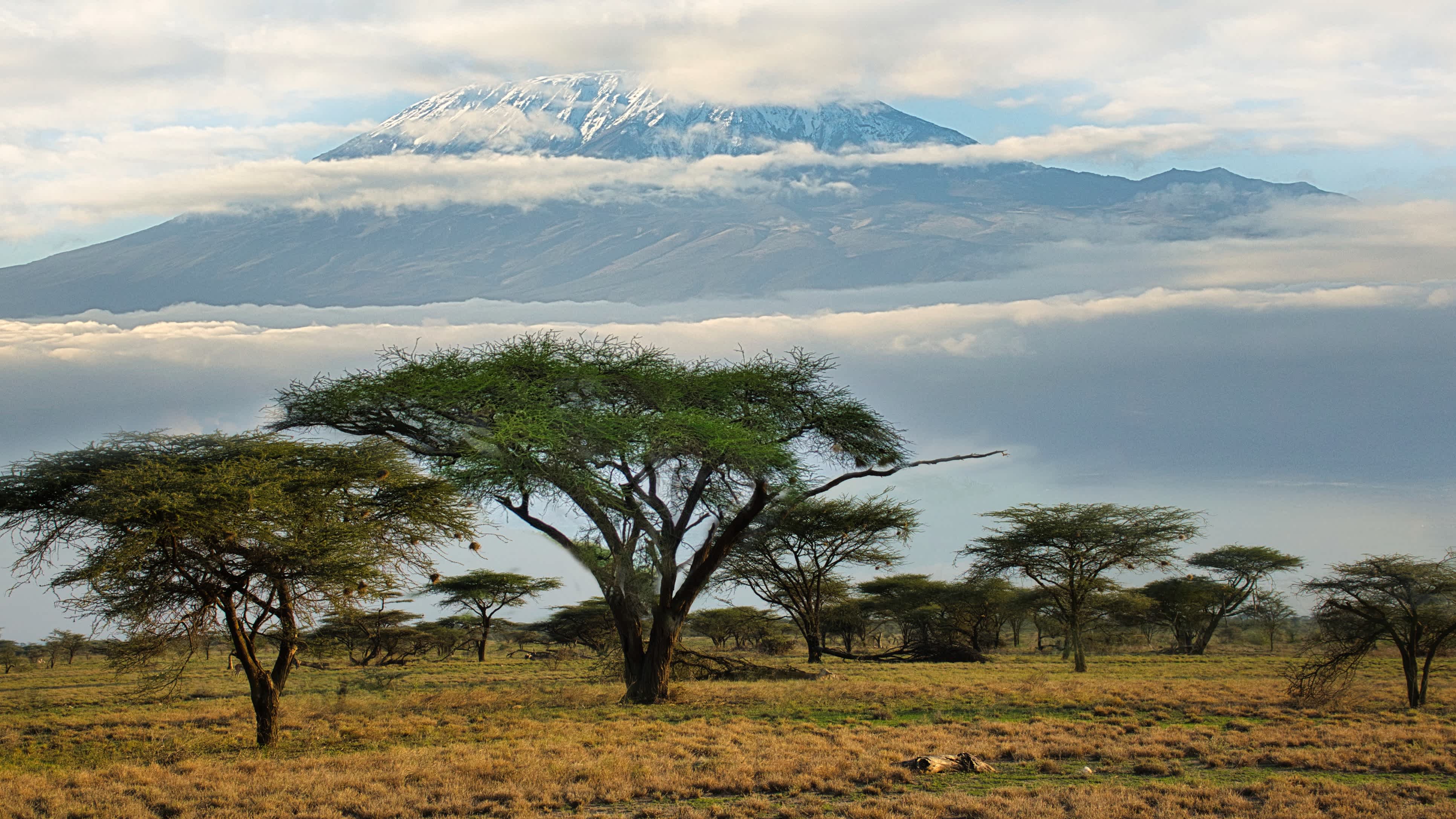 Landschaftsbild aus dem Nationalpark Tsavo Ost Tsavo West und Ambosel