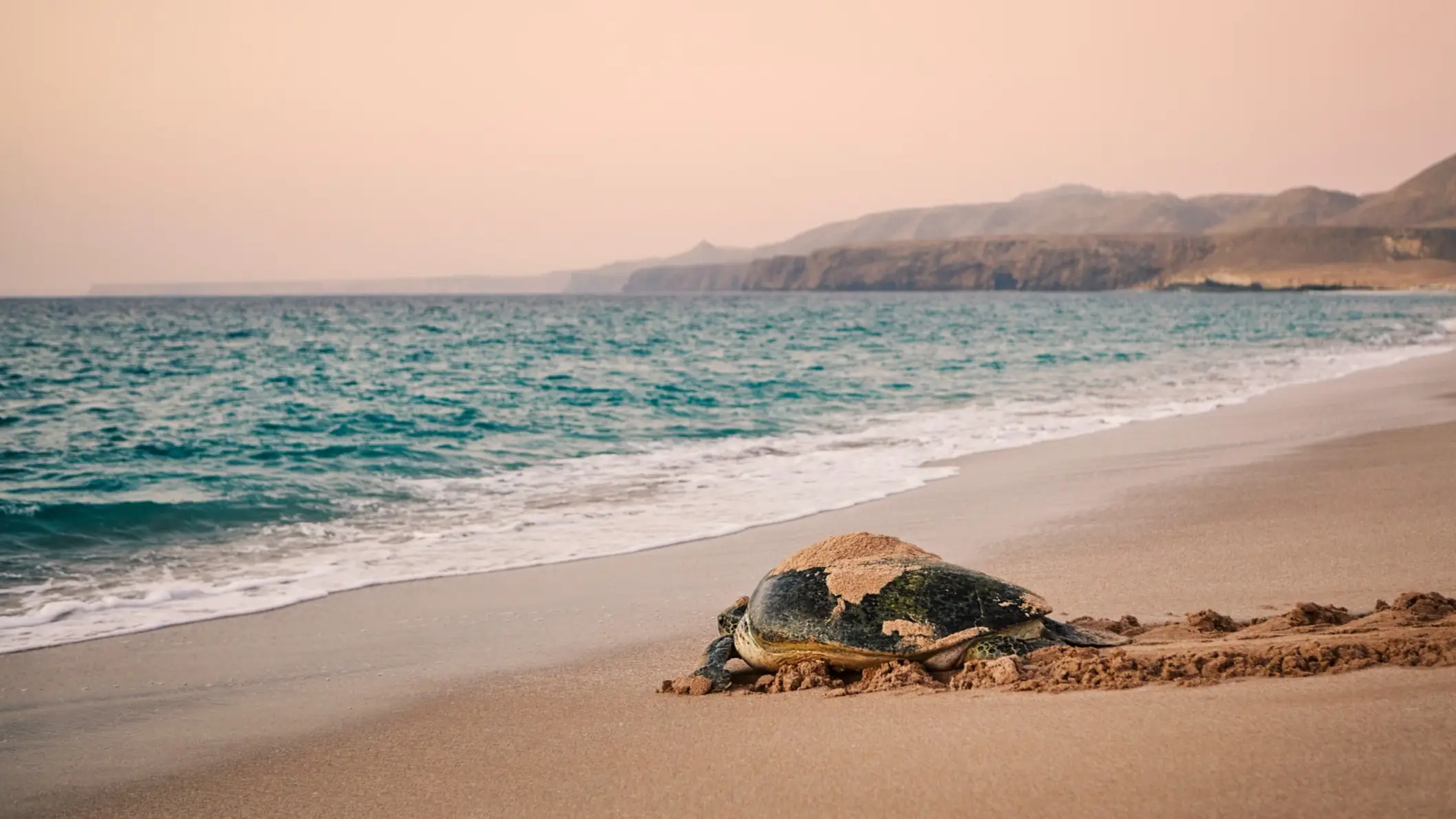 Tortue verte géante dans la réserve, Ras Al Jinz, Oman.