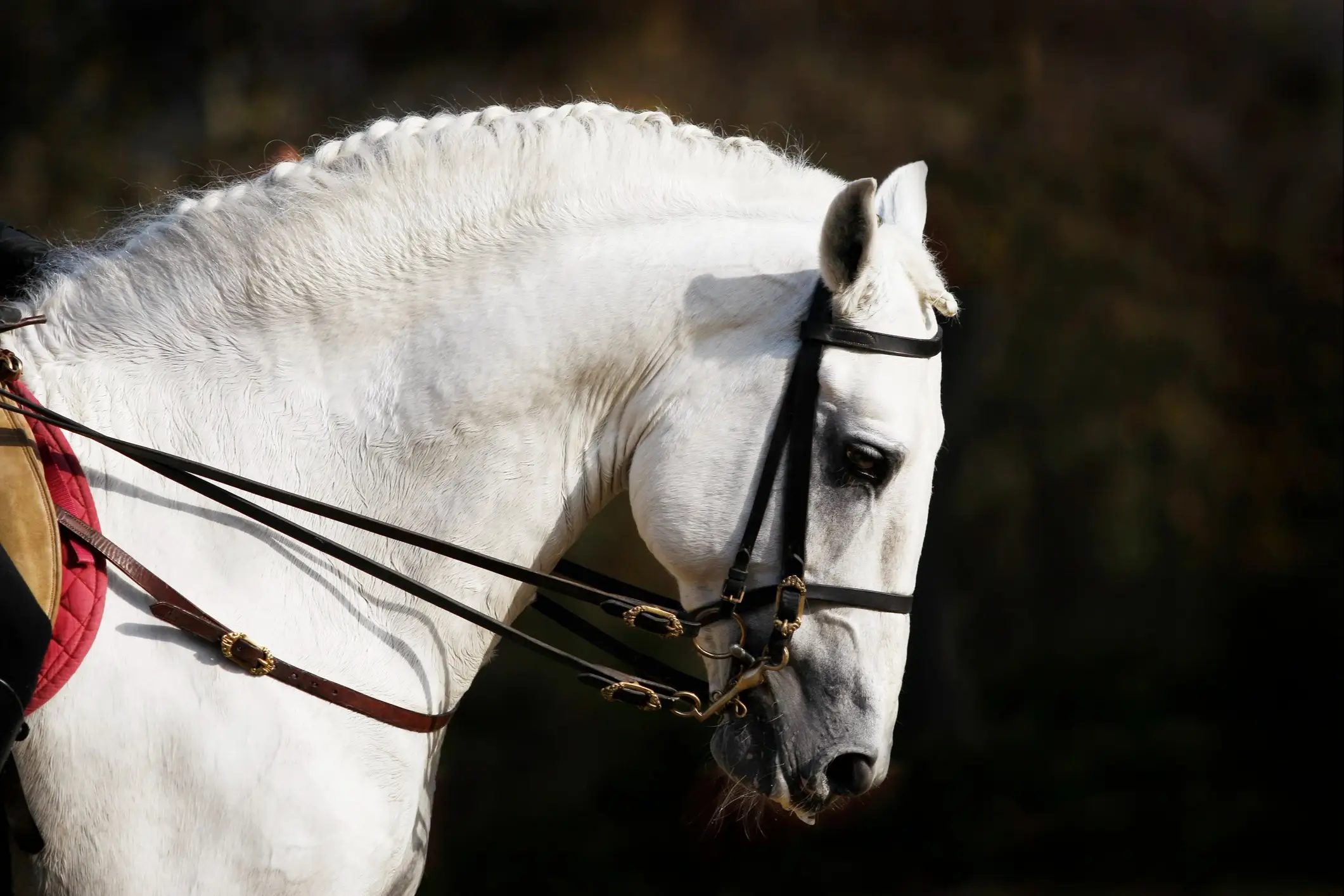 Spanish horse