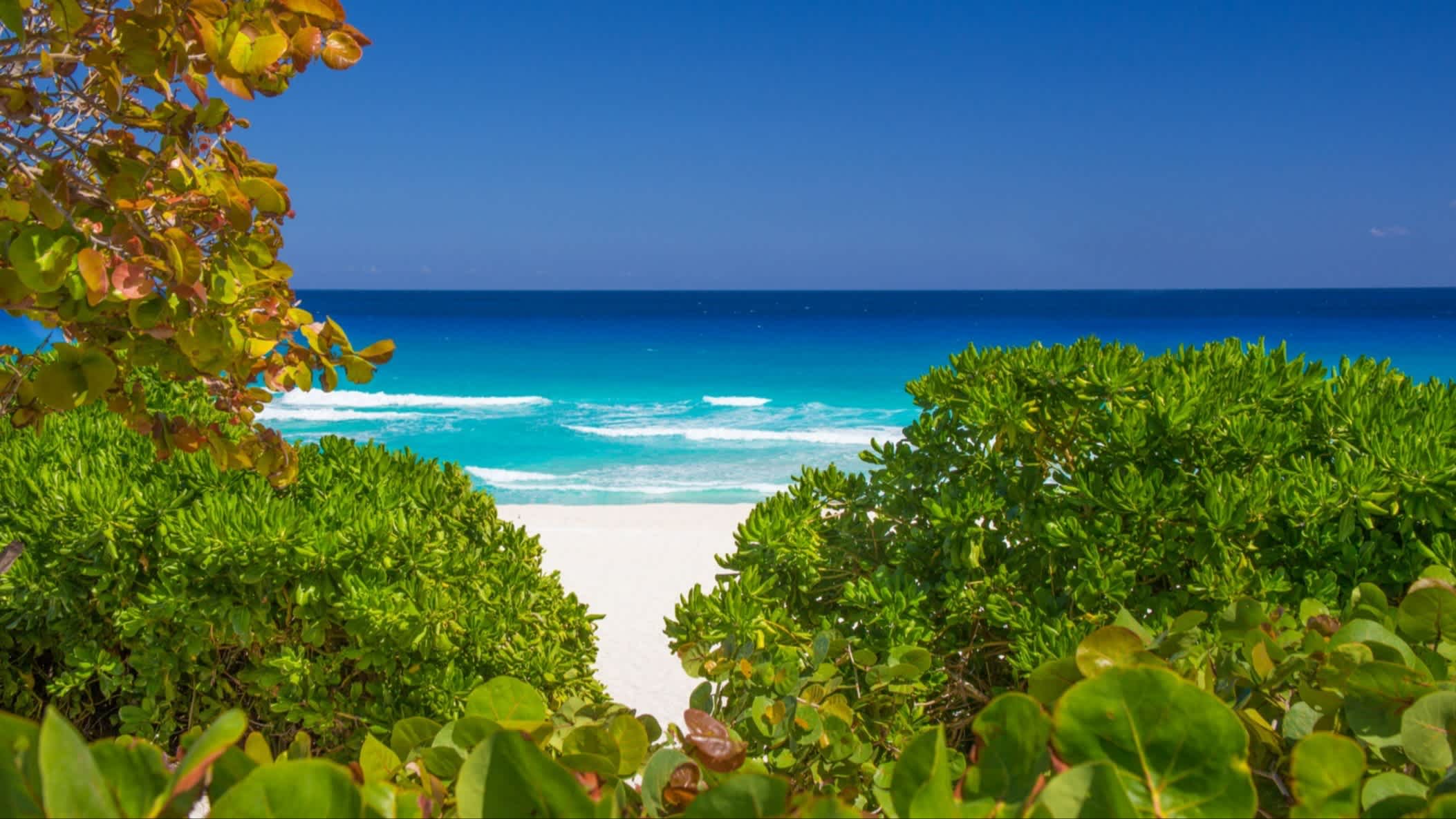 Paradiesischer Strand Playa Delfines in der Karibik Mexikos, mit weißem Sand, umgeben von grünen Bäumen und bei Sonnenschein sowie mit Blick auf das Meer.