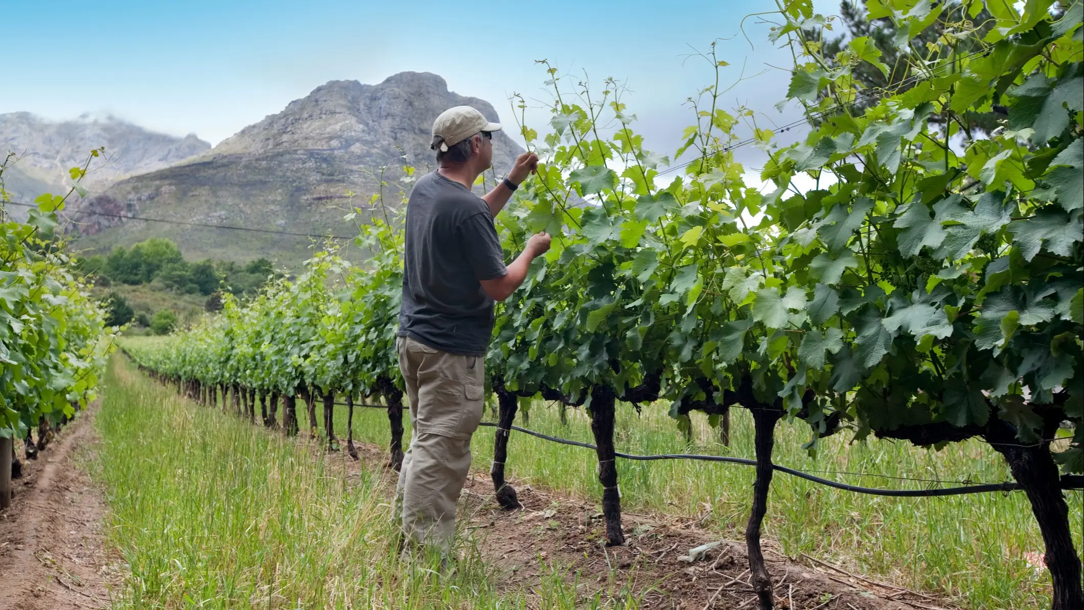 Vigneron à Stellenbosch avec des montagnes en arrière-plan en Afrique du Sud