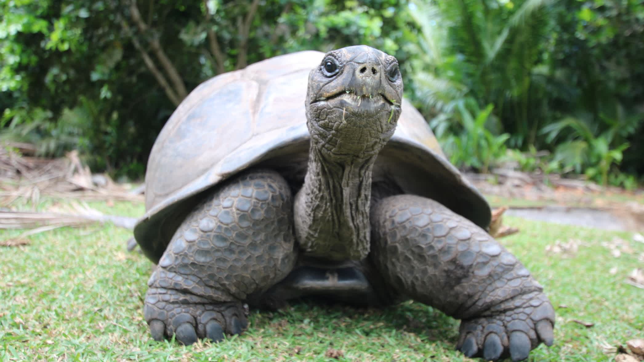 Une tortue géante d'Aldabra sur l'île Curieuse, Seychelles, Océan Indien