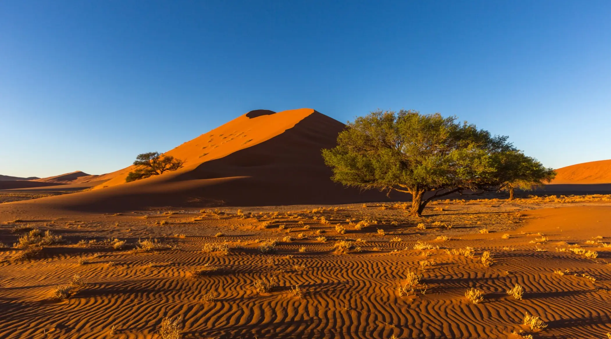 Coucher de soleil sur un arbre isolé dans le parc Kgalagadi Transfontier en Afrique du Sud