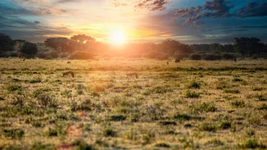 Coucher de soleil dans un parc naturel au Botswana