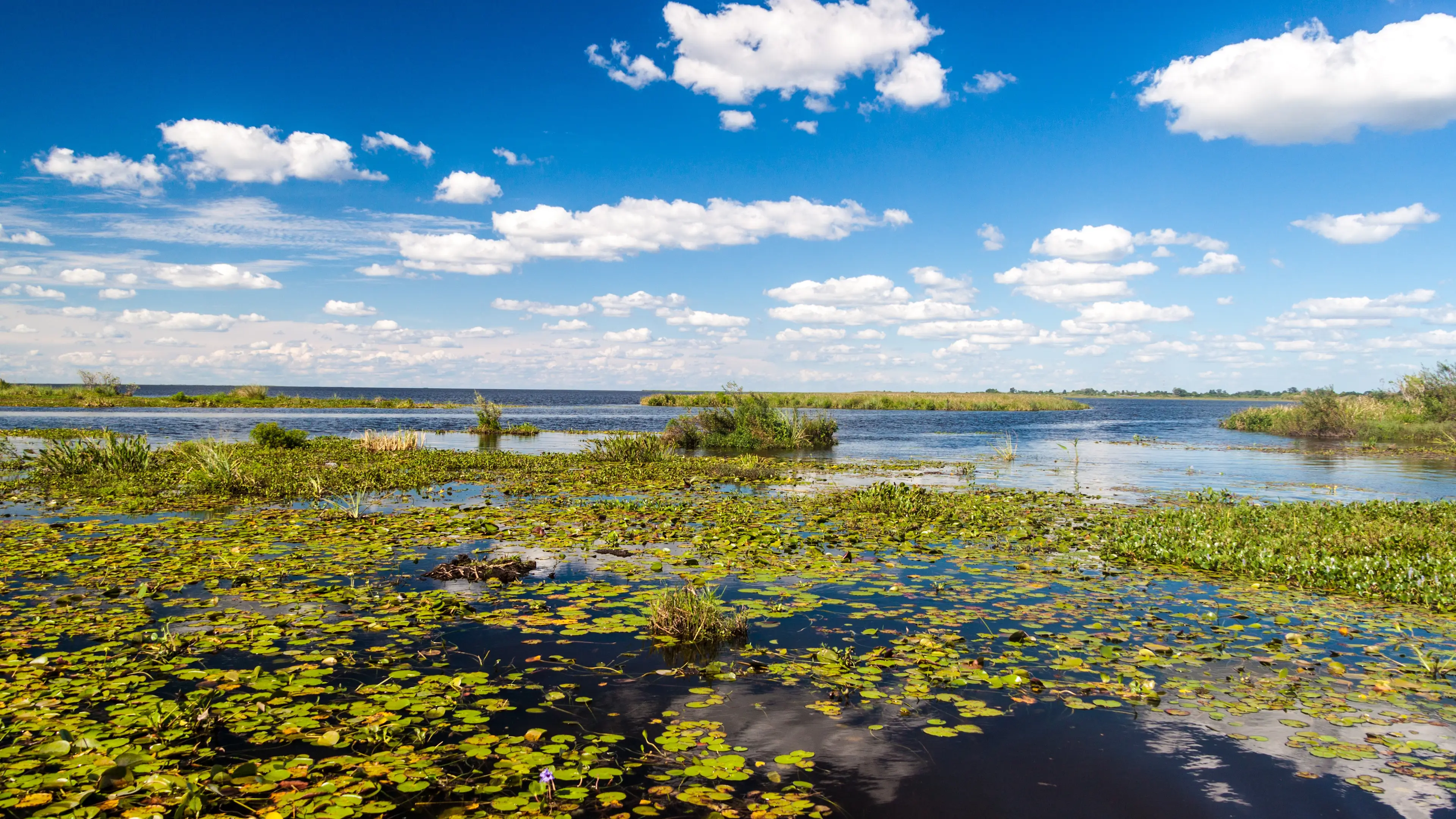 Zones humides de la réserve naturelle des Esteros del Iberá, en Argentine