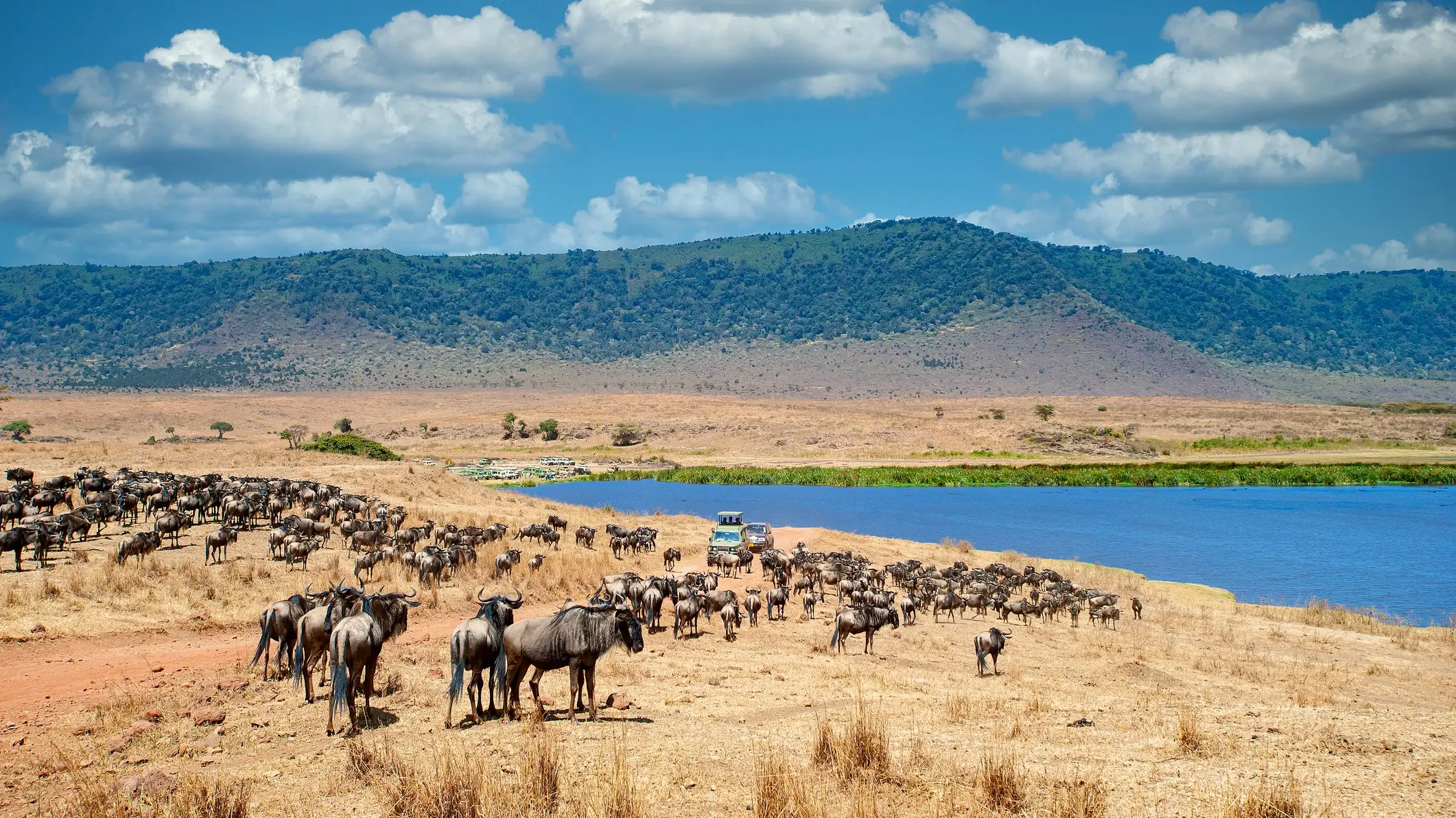 Véhicules de safari parmi de grands troupeaux d'animaux, cratère du Ngorongoro, Tanzanie

