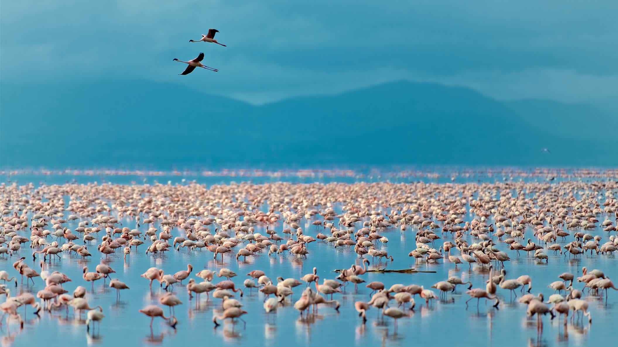 Fliegender Flamingo über dem See Manyara