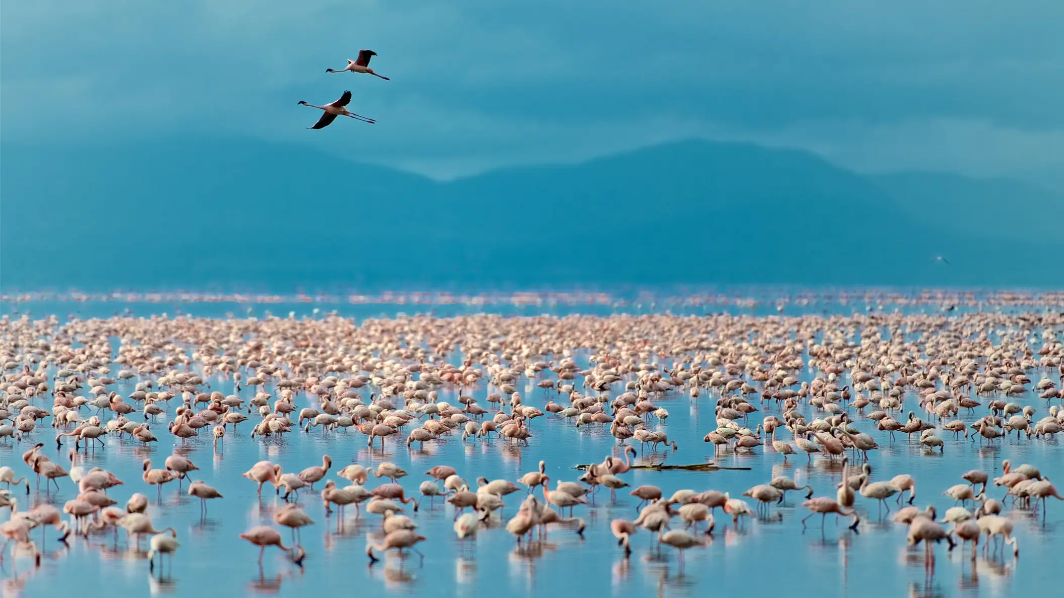 Tansania, Lake Manyara Fliegender Flamingo über dem See Manyara