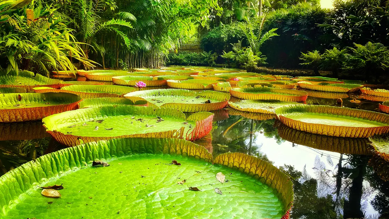 Victoria regia im Amazonasgebiet Brasilien

