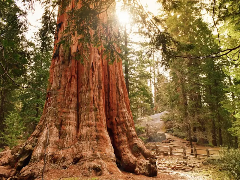 États-Unis, Californie, parc national de Sequoia Séquoia géant dans une forêt dense en plein soleil. Parc national de Sequoia, Californie, États-Unis.